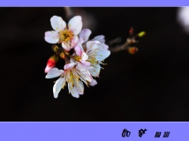 ӣһģ