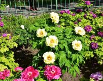 ĵ������