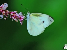 ˮޤ