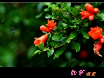һʯ