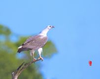   ׳־ơ ׸