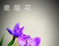 β