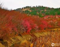 南阳塔山梅花园采