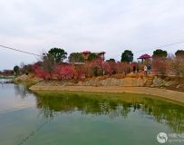 南阳塔山梅园采风(1)