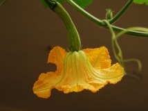 Ϲϻ