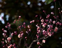 梅花