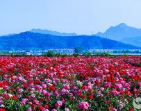 賡