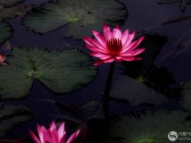 ˯