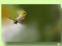 Ҹ