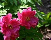 ĵ������