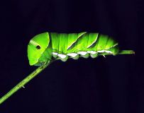 ���ٷ���׳�