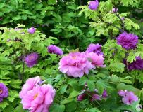 ĵ������