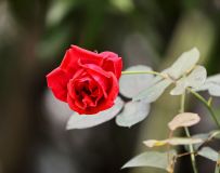 ¼