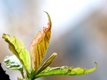 ѿ---iso5D3ı
