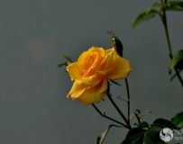 ʢ¼6