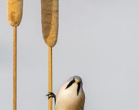 ˧