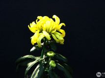 ʾ