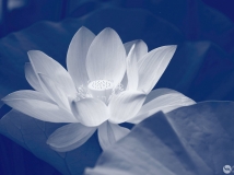 ʰȾī