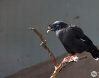 ˸