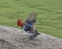 ʳ