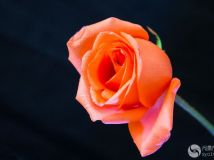ļ---¼Ʈ㡷