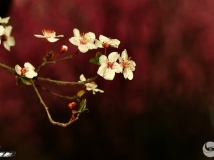 лĺҶ4