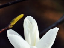 ӭ4