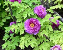 ĵ������