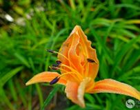 黄花