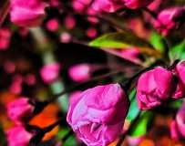 һ(6)