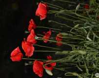 Ұ̤ͻɷ16