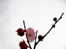 躮Կ