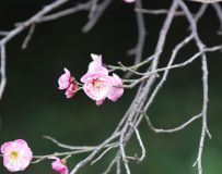 ӽ÷20