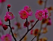 ѩ÷޺  (8)