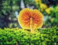 《冬日花园里小蘑菇》（手机拍摄）