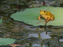 Ӱ