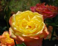 ��յ����