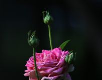 ¼