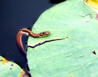 ������Ӱ