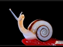 ţƬ