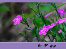 ͩز»Ұ