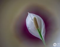 һ˳