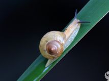 ţ