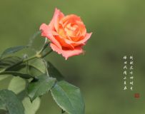 ¼ʢ1