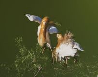 మ--ţ