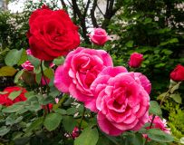 ��ĵ������