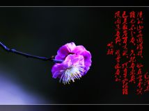 ӽ÷