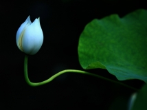 һɻ