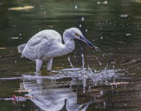 鳲ǰһ