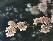 ӣִ